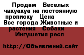 Продам.  Веселых чихуахуа на постоянную прописку › Цена ­ 8 000 - Все города Животные и растения » Собаки   . Ингушетия респ.